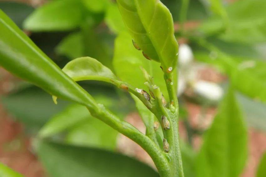 柑橘木虱的防治,柑橘木虱几月份防治好