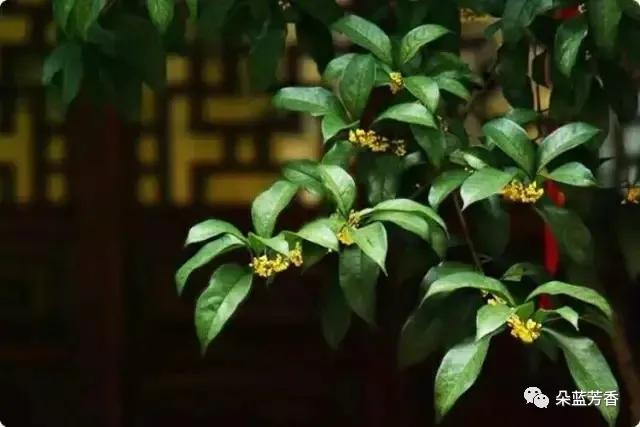 桂花精油桂花纯露,桂花精油纯天然价格