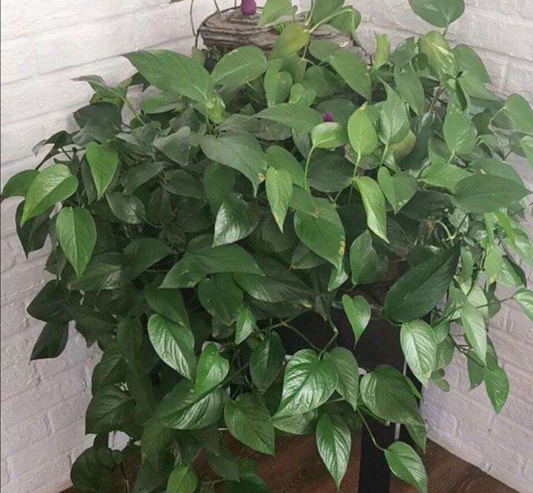 绿萝剪枝不长叶子怎么办,绿萝不打理怎么养