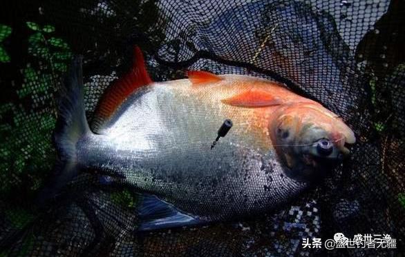 白鲳怎么钓上鱼最快,白鲳天冷怎么钓