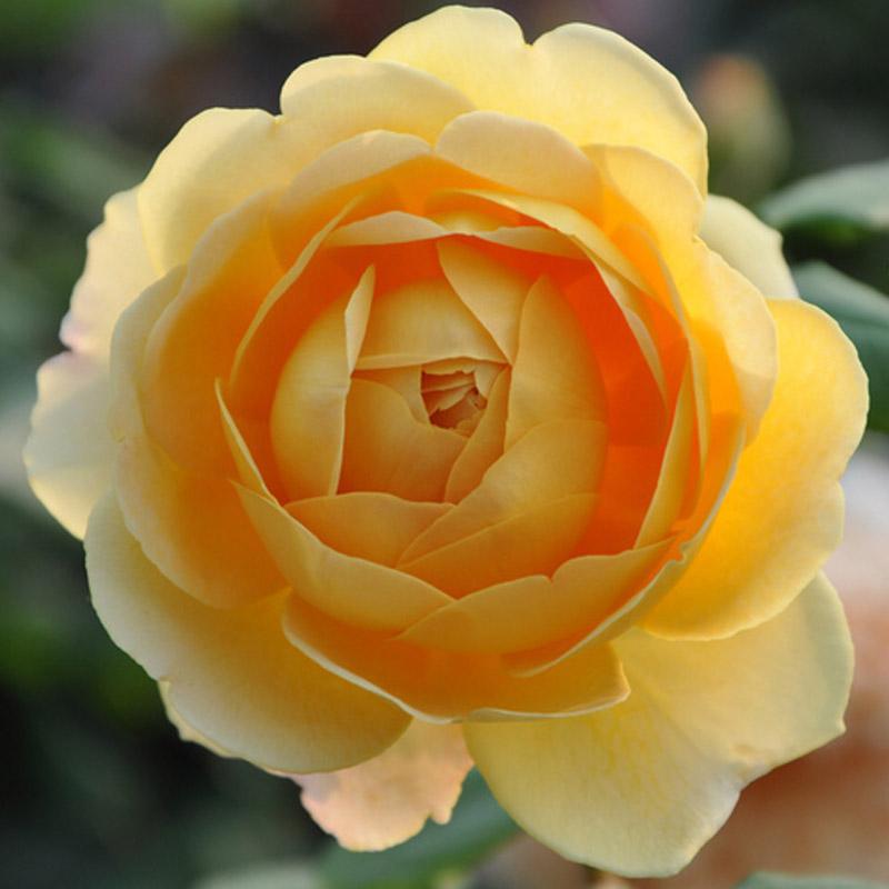 月季图鉴哪本书好,淘宝上最好养的月季品种