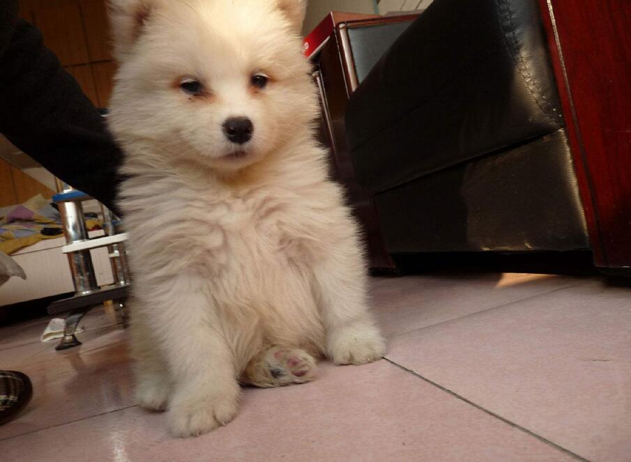 萨摩耶泪痕有效去除,萨摩耶犬泪痕咋治