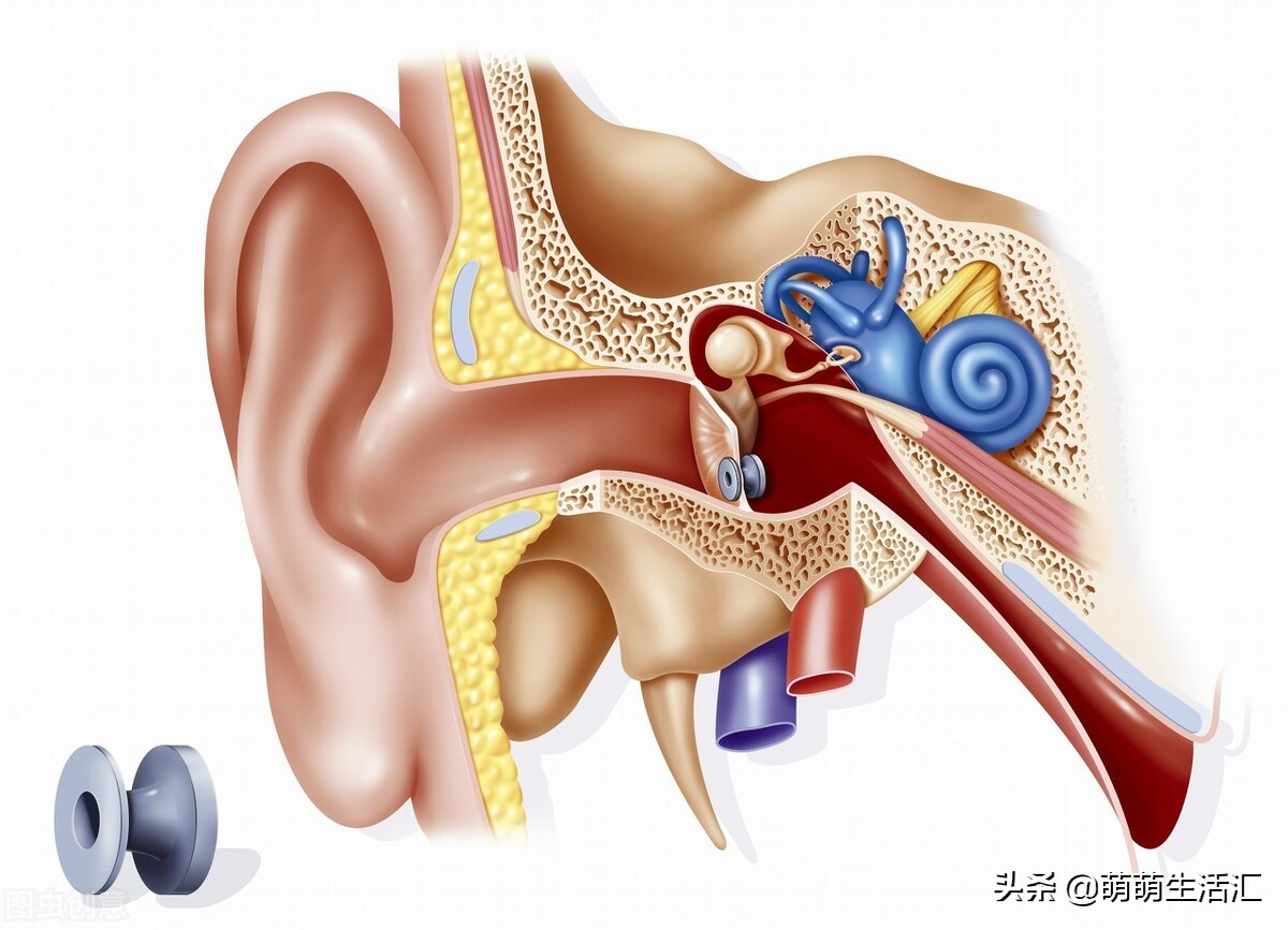 害怕蟑螂爬到耳朵怎么办,晚上睡觉怎么防止蟑螂爬到床上