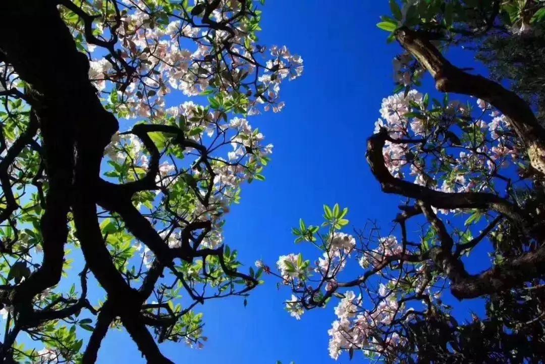 四月芳菲尽黄山杜鹃始盛开,人间四月芳菲尽高山杜鹃始盛开图