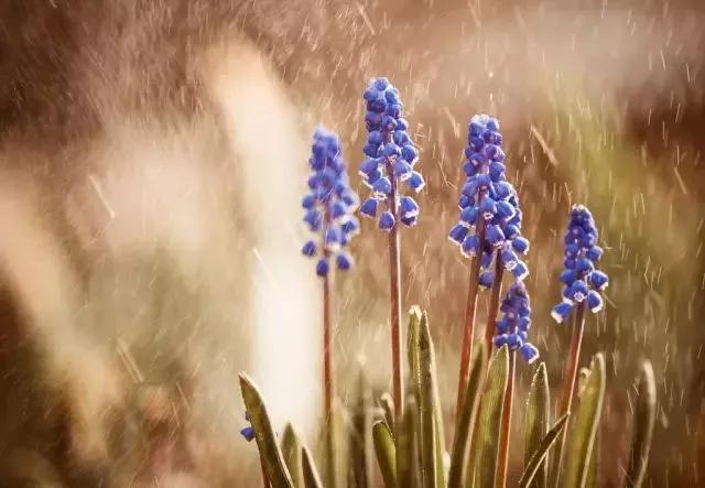 怎样拍好薰衣草照,如何拍紫色薰衣草