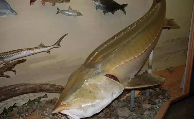 公认最好吃的10种淡水鱼,公认好吃淡水鱼有哪些种类