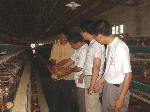 冬天鸡容易得的病,冬天鸡为什么会死