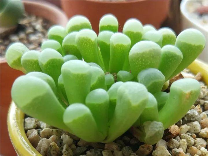 什么多肉夏天也可以继续生长,教你十大多肉养护技巧