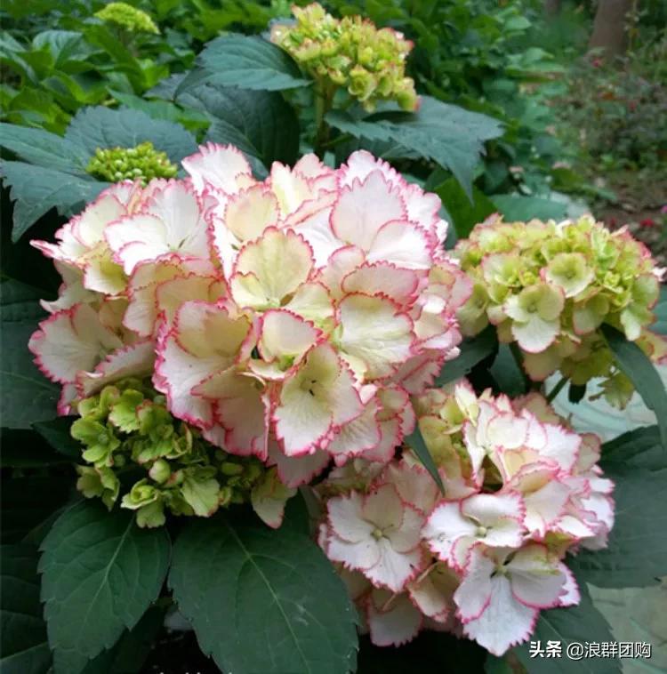 十种好看的绣球,最好看的绣球花视频