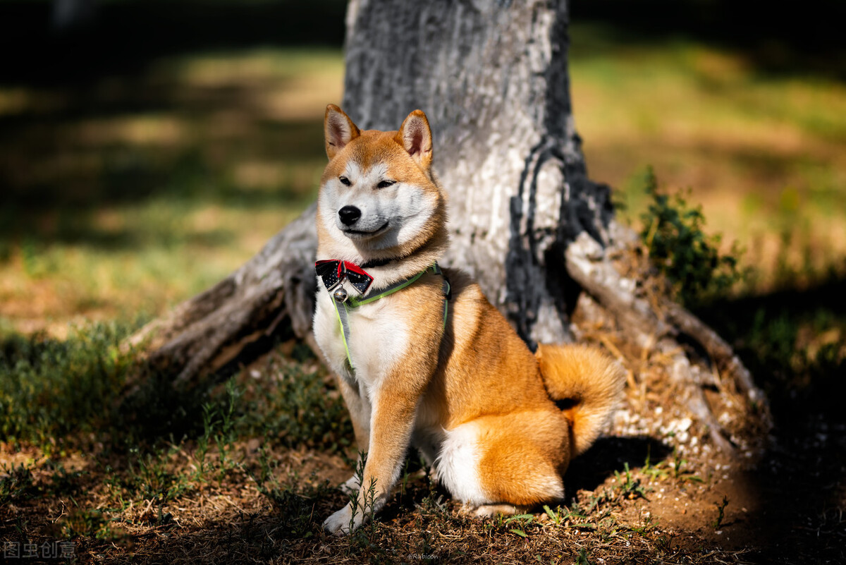为什么不能养日本柴犬呢,柴犬有什么优点怎么那么呆萌可爱