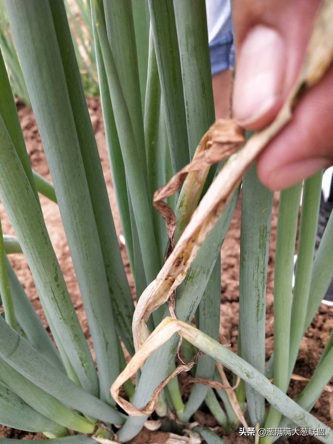 嘧霉胺能防治葱疫病吗,葱疫病怎么防治