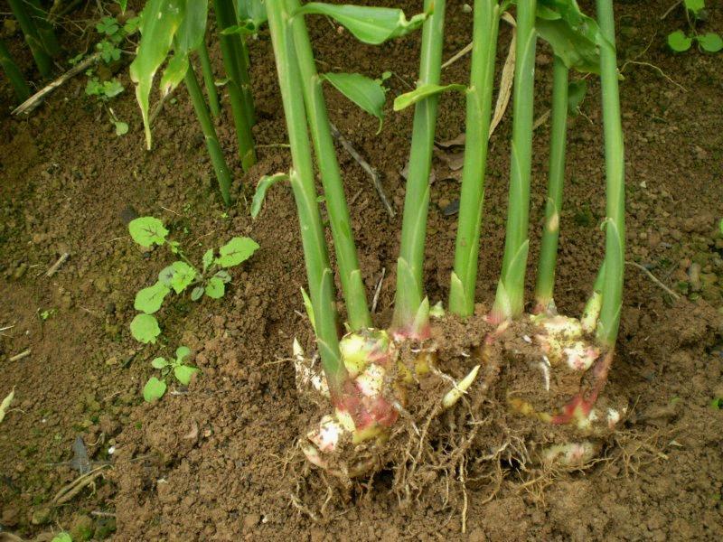 生姜种法十月可以种,庭院生姜种植方法和最佳时间