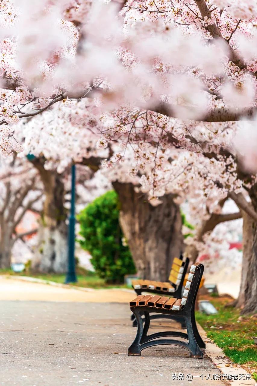 北方这座海滨老城，樱花不输日本，浪漫更胜巴黎
