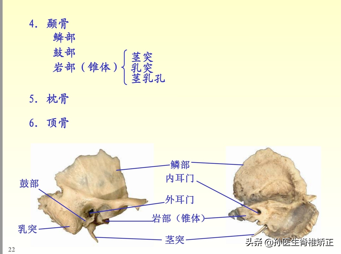 解剖学基础ppt完整版,人体系统解剖学ppt完整版