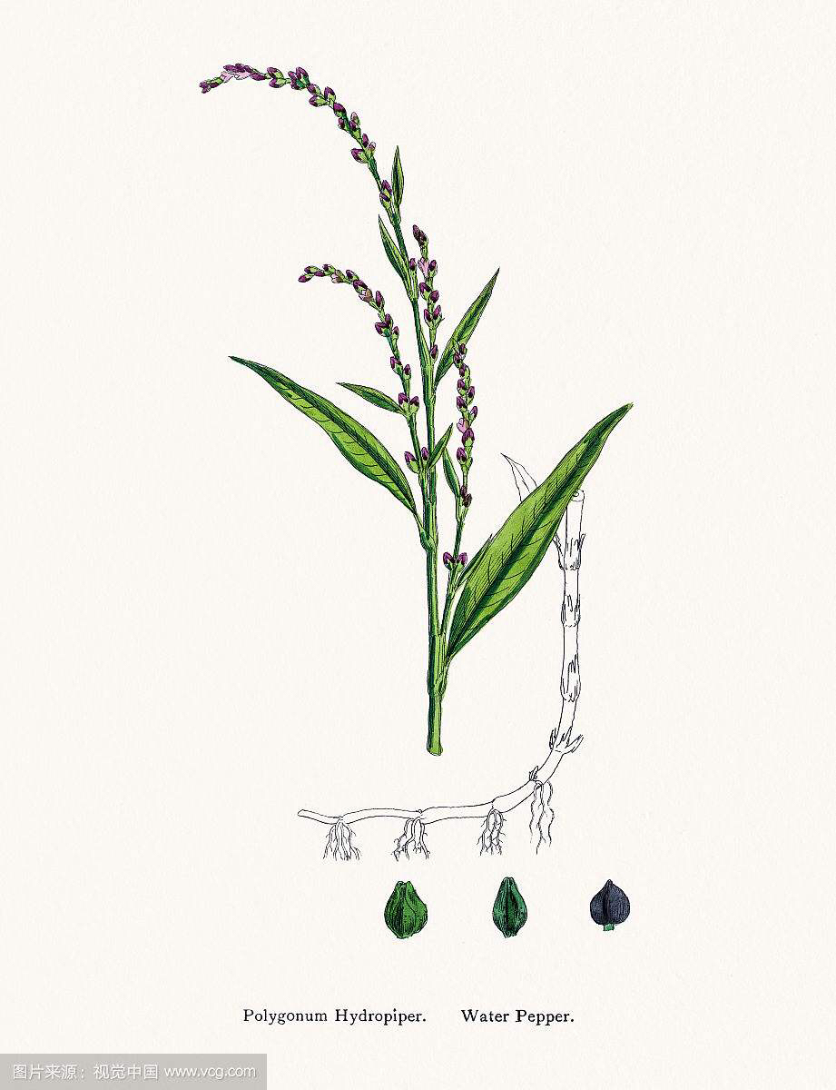水蓼根图片,水蓼的价格