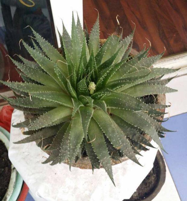 波露和雪花芦荟哪个好看,波路芦荟怎么养