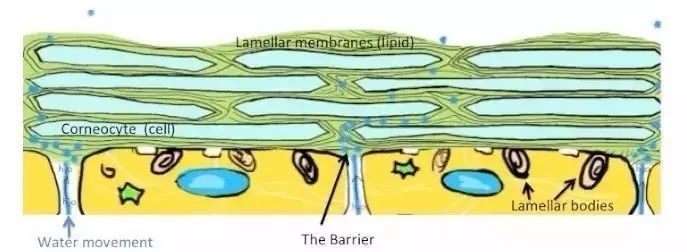 水膜保湿护理,水膜护肤正确方法