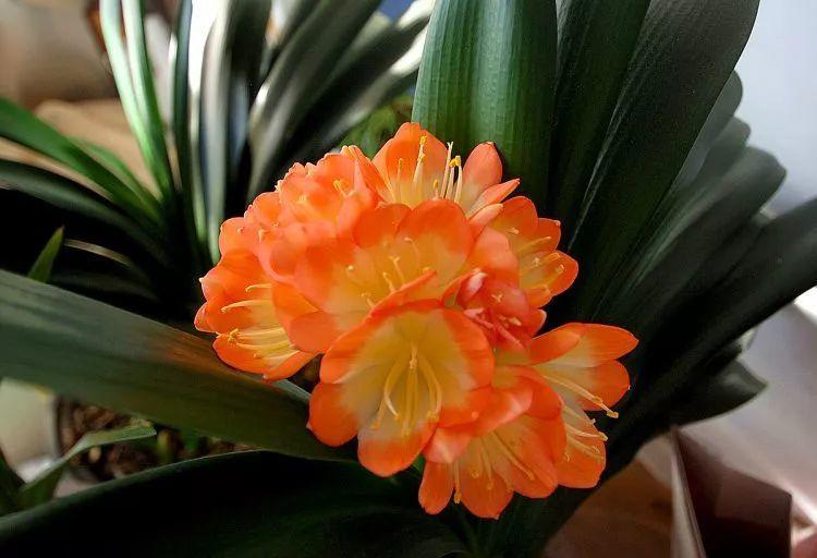 君子兰根部长了小虫怎么办,君子兰死了根部冒出小芽怎么办