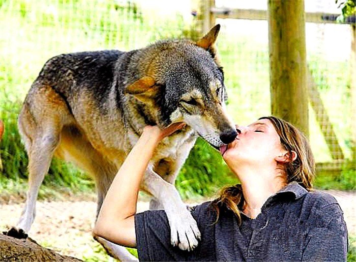 鐙楃嫍浜蹭富浜烘槸涓嶆槸鐙楃嫍鍠滄涓讳汉,鐙楃嫍浜蹭富浜烘槸鍦ㄨ〃杈剧埍鎰忓悧