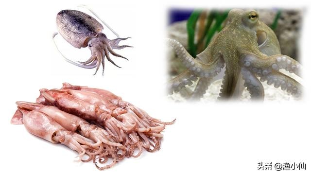 章鱼是一种很聪明的动物,世界上最聪明的动物之一章鱼