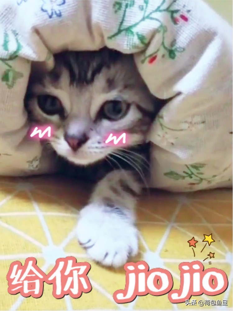 如何让猫咪知道铲屎官生气了,猫咪生气该怎么办