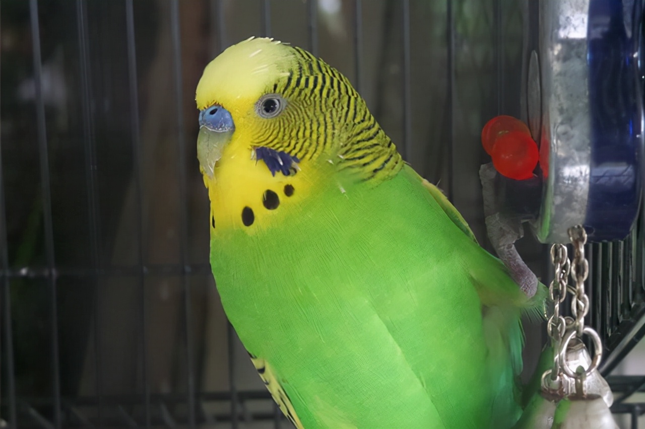 适合老年人养的小宠物,老年人适合养的宠物有哪些品种