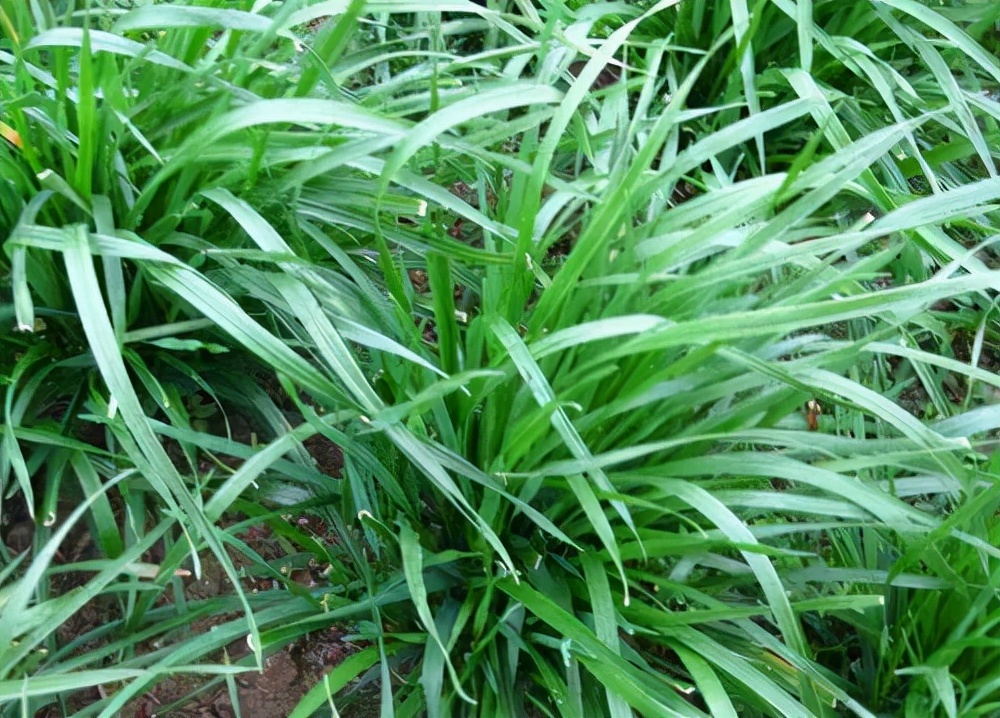 养好草鱼,鱼缸养草鱼多长时间能养好