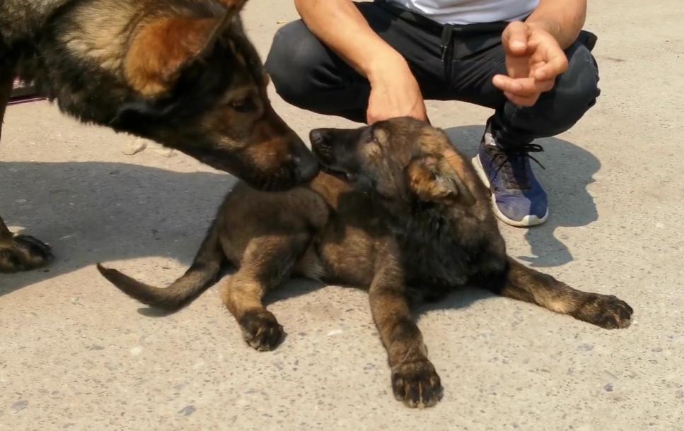 昆明犬和东德哪个更加凶猛,昆明犬与东德狼灰犬很像