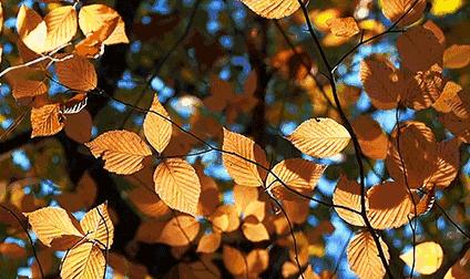 浅秋,落字为安,淡暖清欢