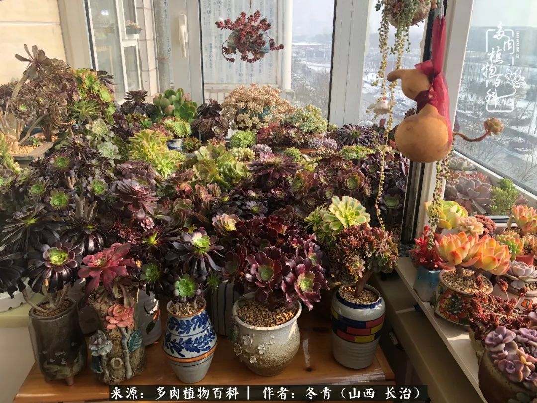 新手养的多肉怎么管理好看,阳台养多肉正确方法