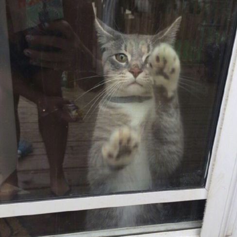 养猫必须做的5件事,老手养猫才知道的六件事