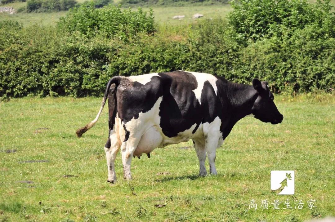 哪五种假牛奶被列入黑名单,这些假牛奶已经被列入黑名单