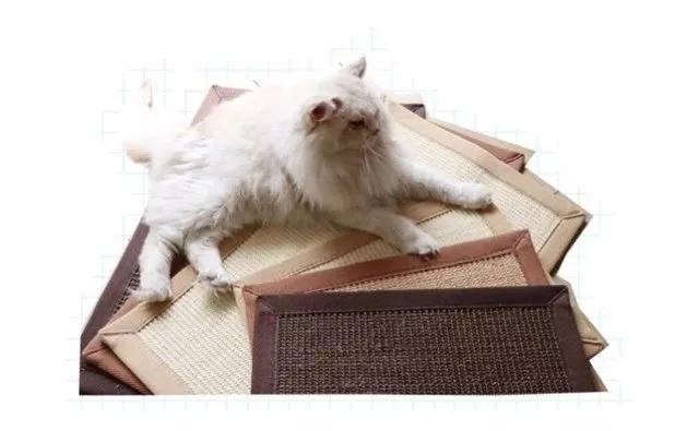 最实用猫抓板,如何挑选猫抓板