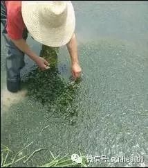 河蟹养殖青苔药杀藻类几天见效,八月河蟹池塘长青苔用什么办法