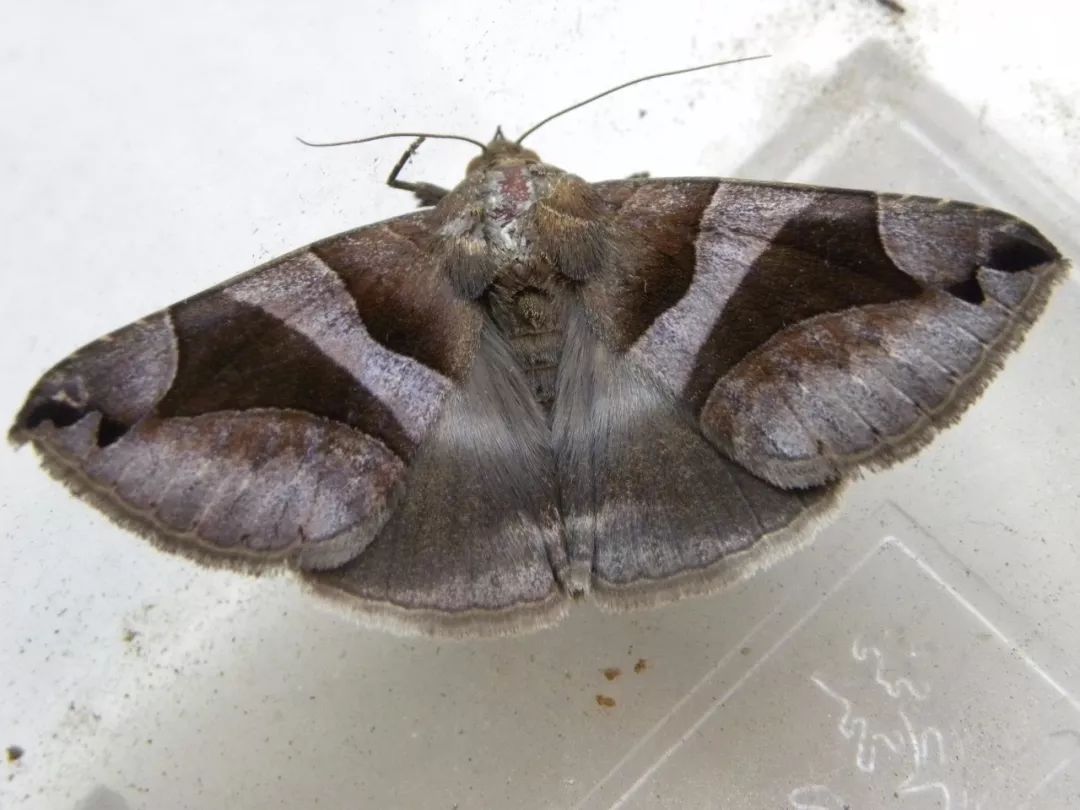 传说中的蛊虫真的有吗,传说中的扑棱蛾子