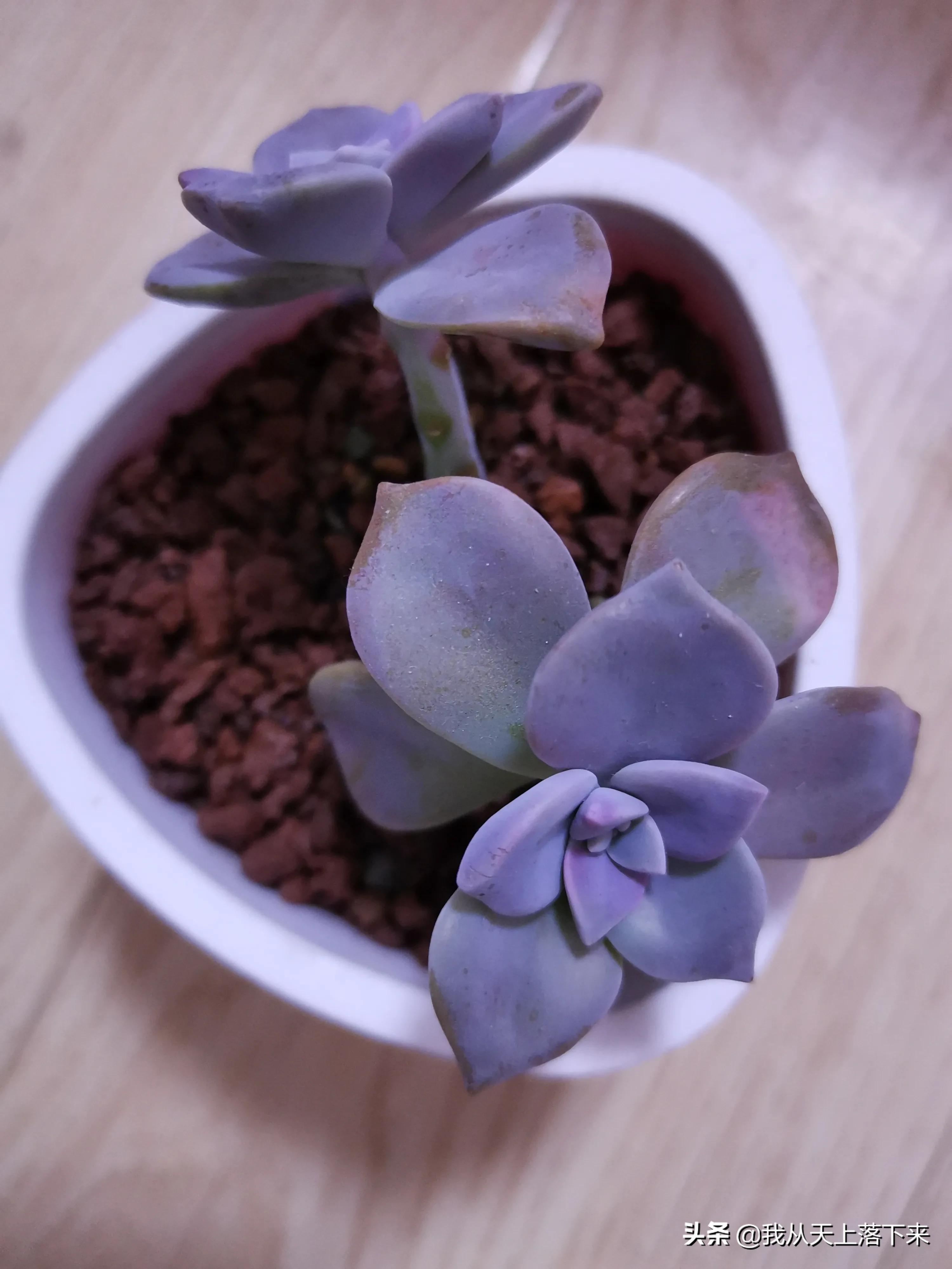 89种常见多肉植物品种图，实物拍摄，还不认识的小伙伴赶紧收藏好