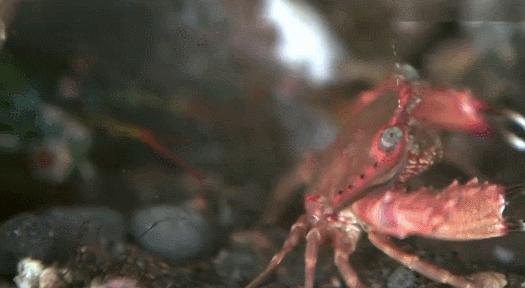 拳王二秒打出12拳,拳王一秒打五拳