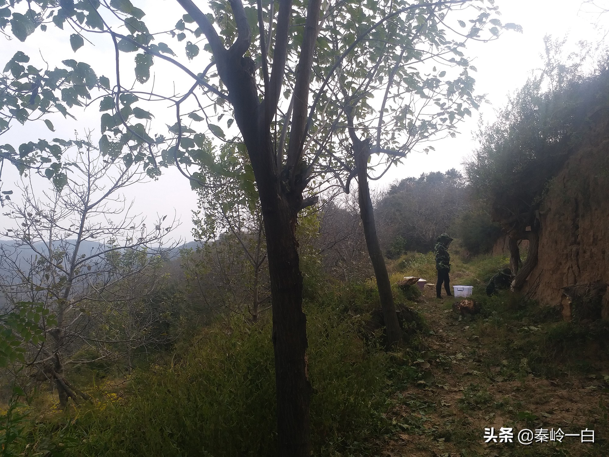 你们有没有接到过一个电话,小女孩自称是祖传卖蜂蜜的?