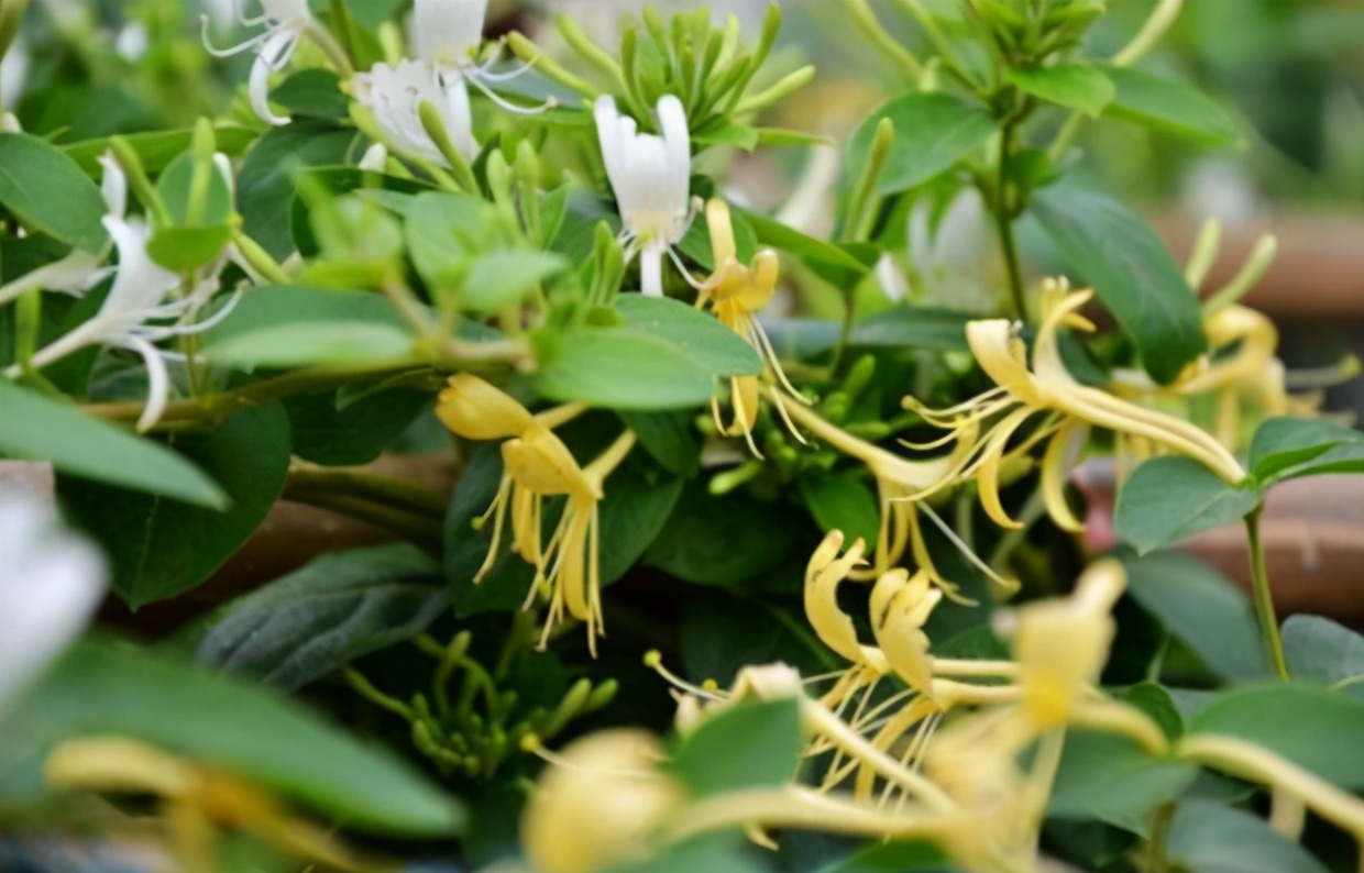 山东平邑周边好玩的地方,山东省平邑县旅行