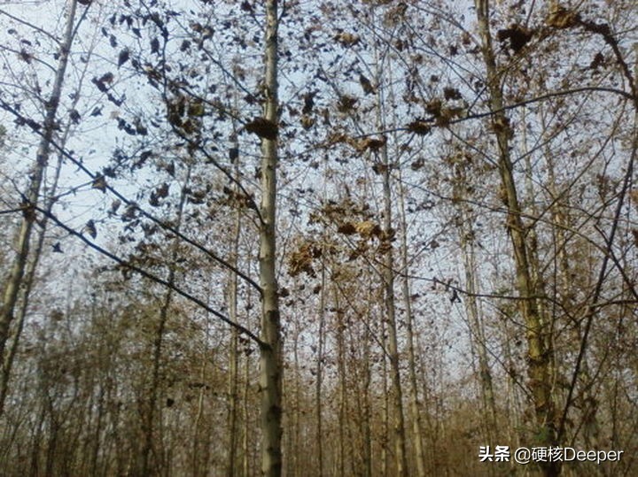 缇庡浗榛戣吂鏋滆潎鍏ュ,涓浗娴峰叧鎴幏缇庡浗绁炵鍖呰９