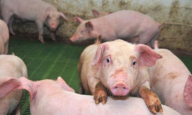 猪长期咳嗽怎么治,如何正确的预防猪咳嗽