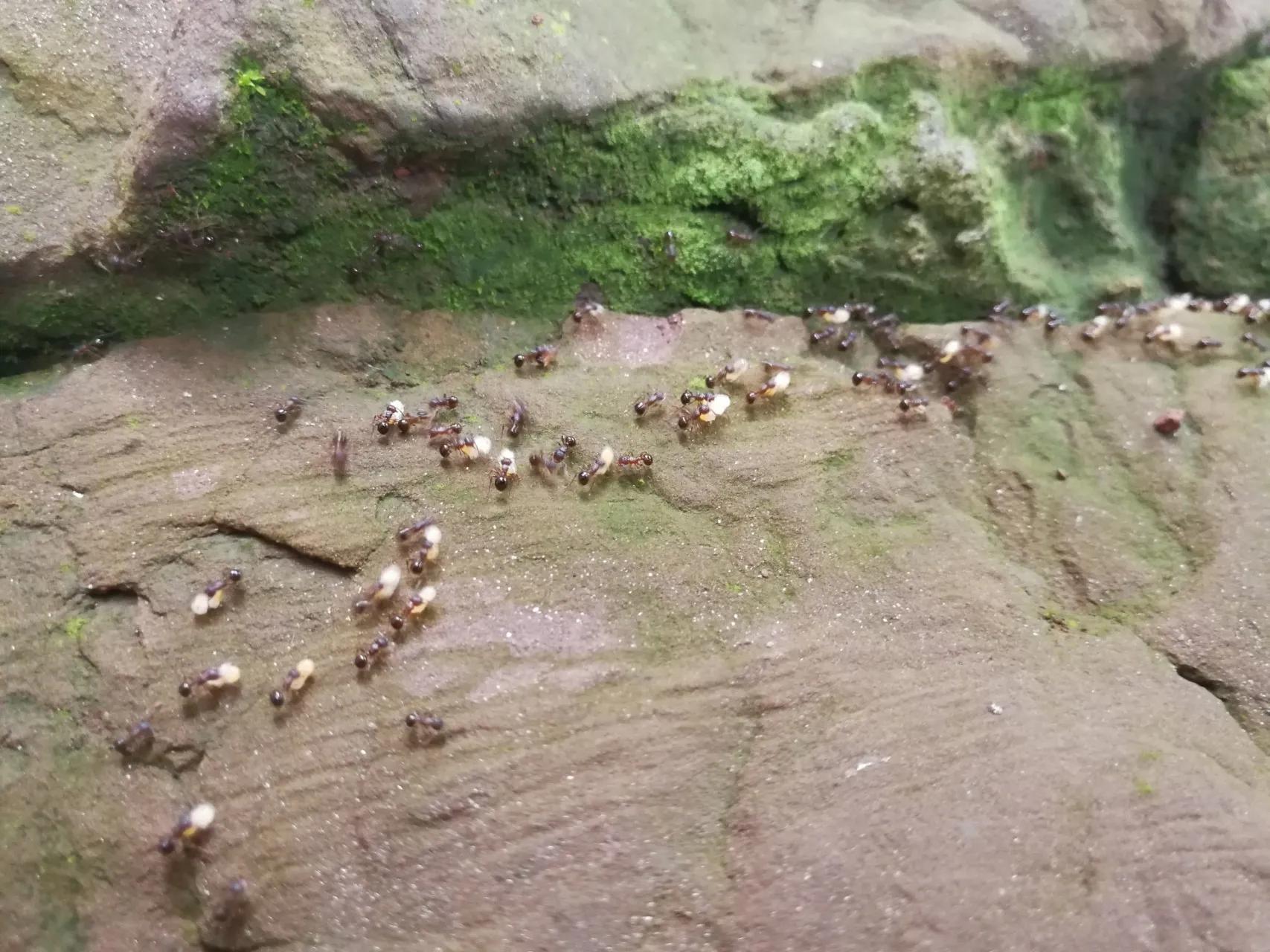 “蚂蚁搬家要下雨”不靠谱？看看蚂蚁的生活习性就知道是谁浅薄了