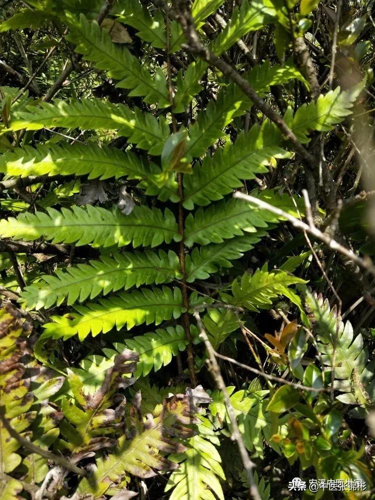 认识身边的中药材,认识中医寻找身边的中药