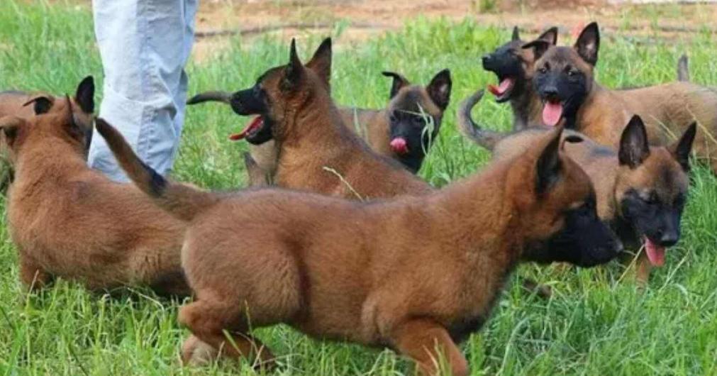 被禁养的狗有狗证也不行吗,马犬成都属于禁养犬吗