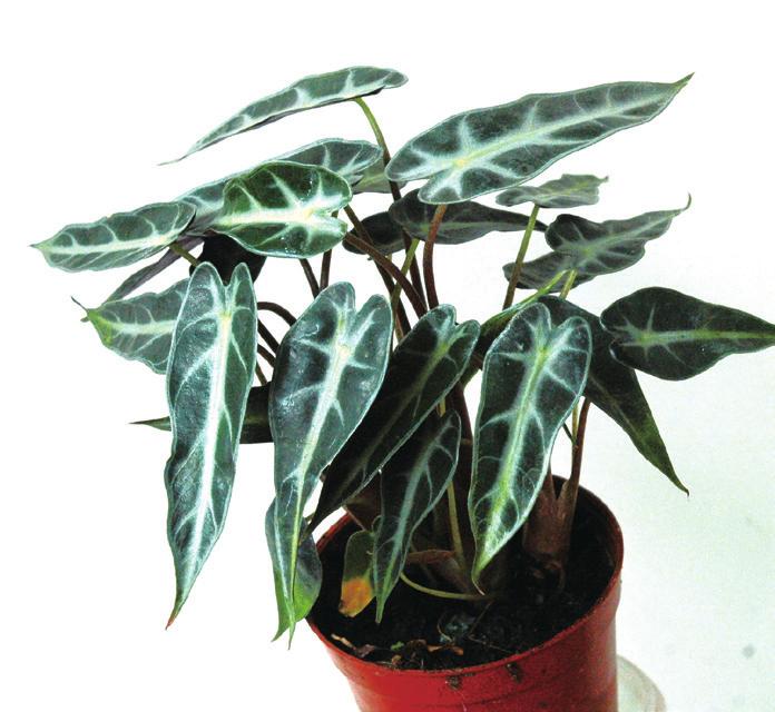 观音莲的繁殖管理,观音莲叶片扦插繁殖技术视频