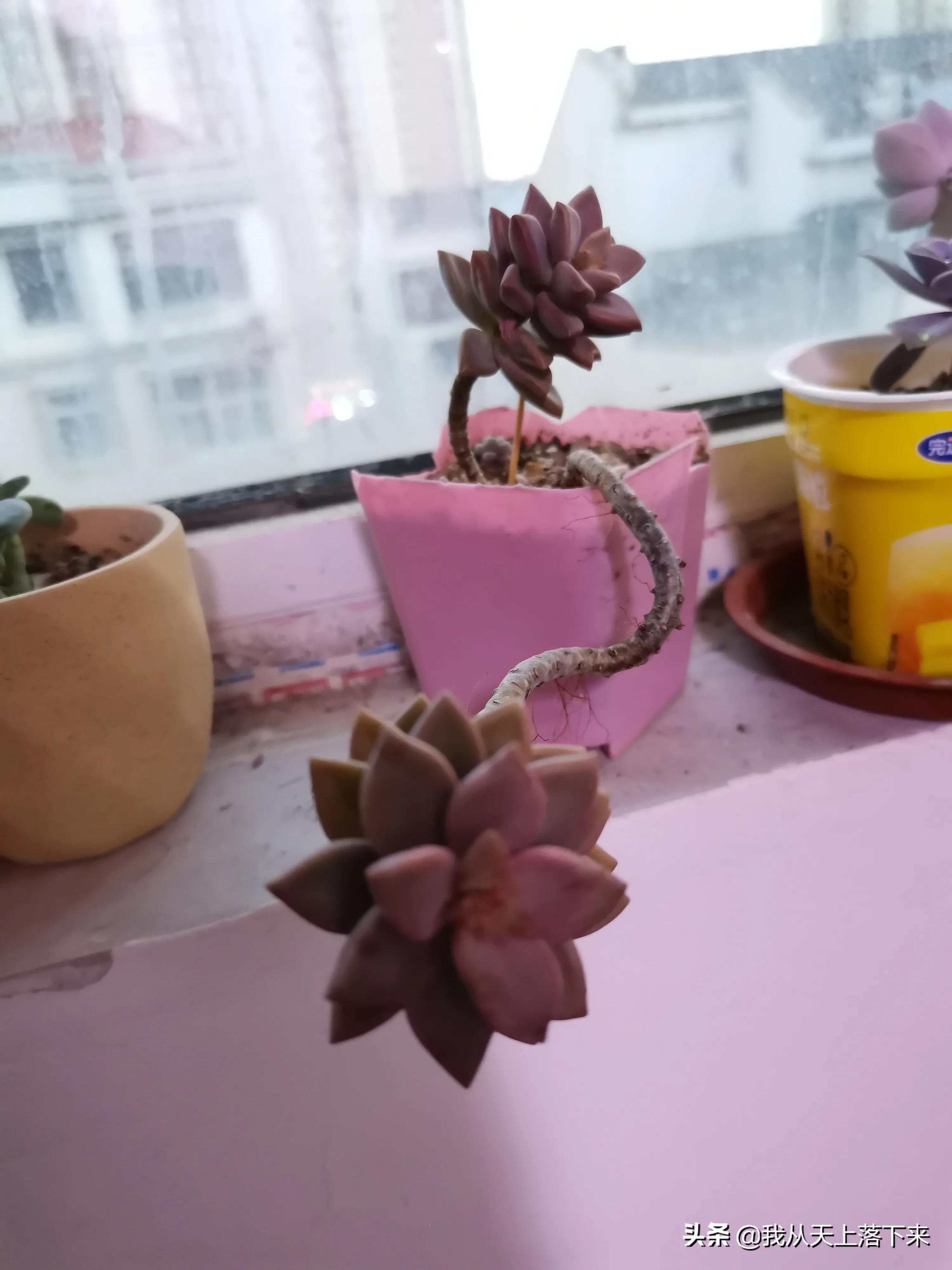 89种常见多肉植物品种图，实物拍摄，还不认识的小伙伴赶紧收藏好