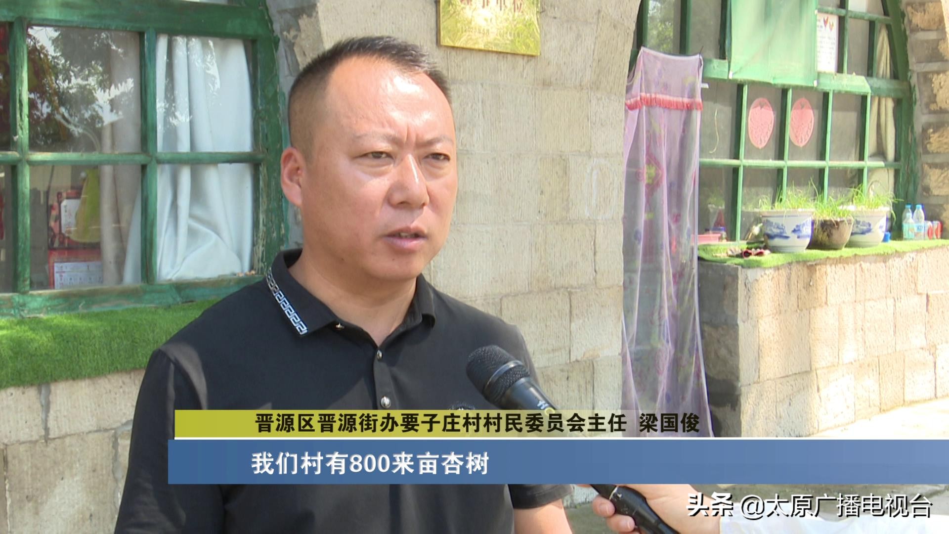 乡村振兴!太原要子庄村“绿”土地长出“金娃娃”