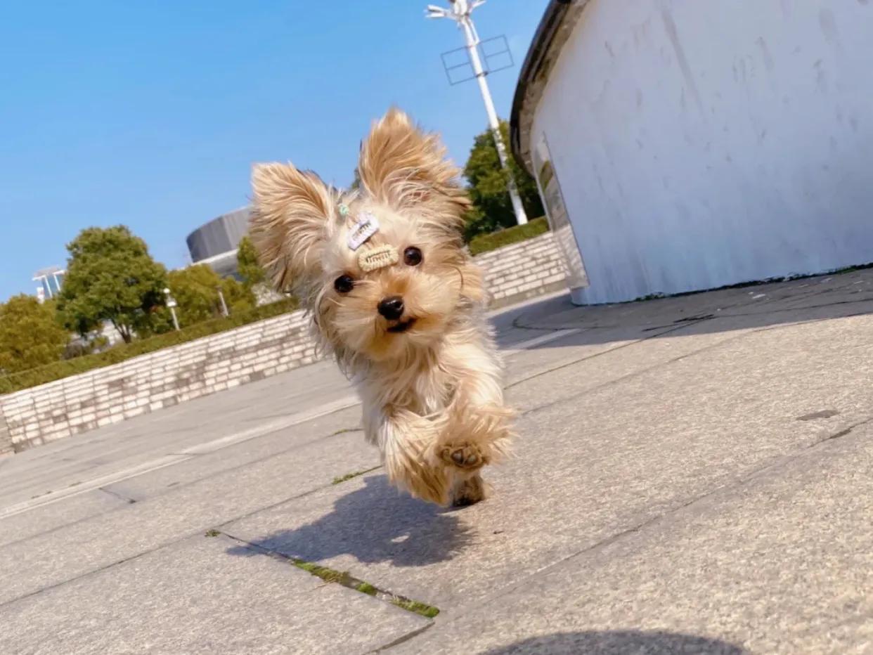 约克夏常见疾病及处理办法,一般约克夏会有什么病