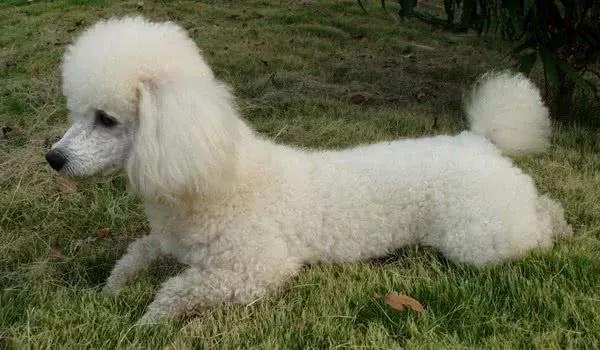 哪些狗狗适合新手养小型犬,最适合新手养的狗狗