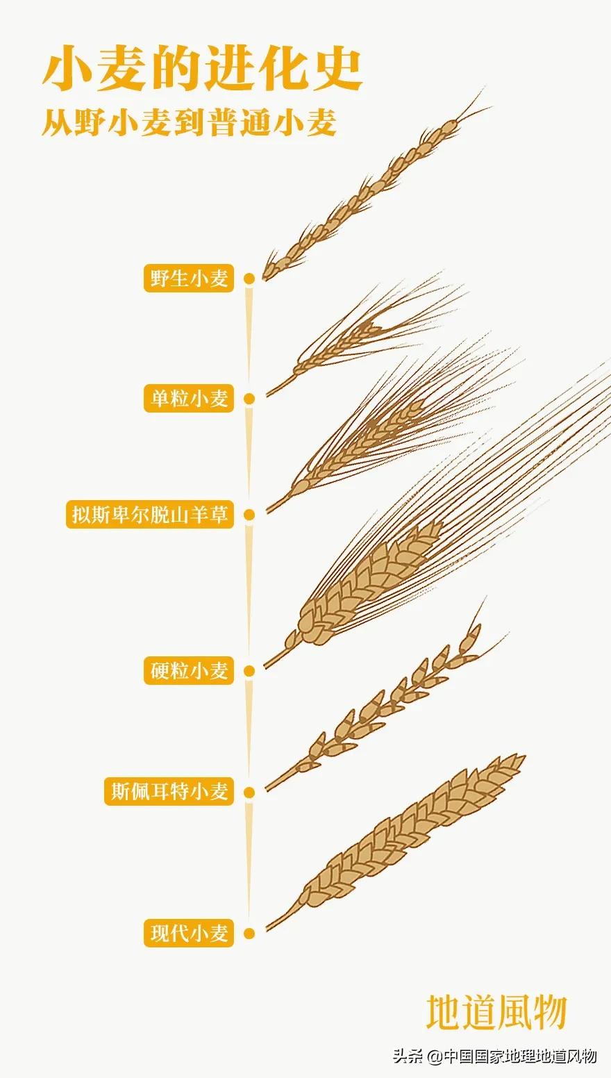 想不到！一粒小麦竟这样改变了中国